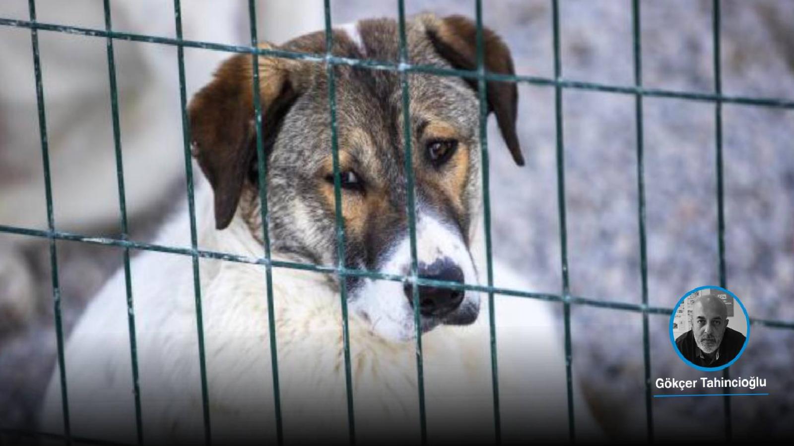 10 soruda ‘ötanazi’ düzenlemesi: Komisyondan geçen tartışmalı düzenleme ne getiriyor, uygulamayan belediyelere ne yapılacak, köpekler gerçekten öldürülecek mi?