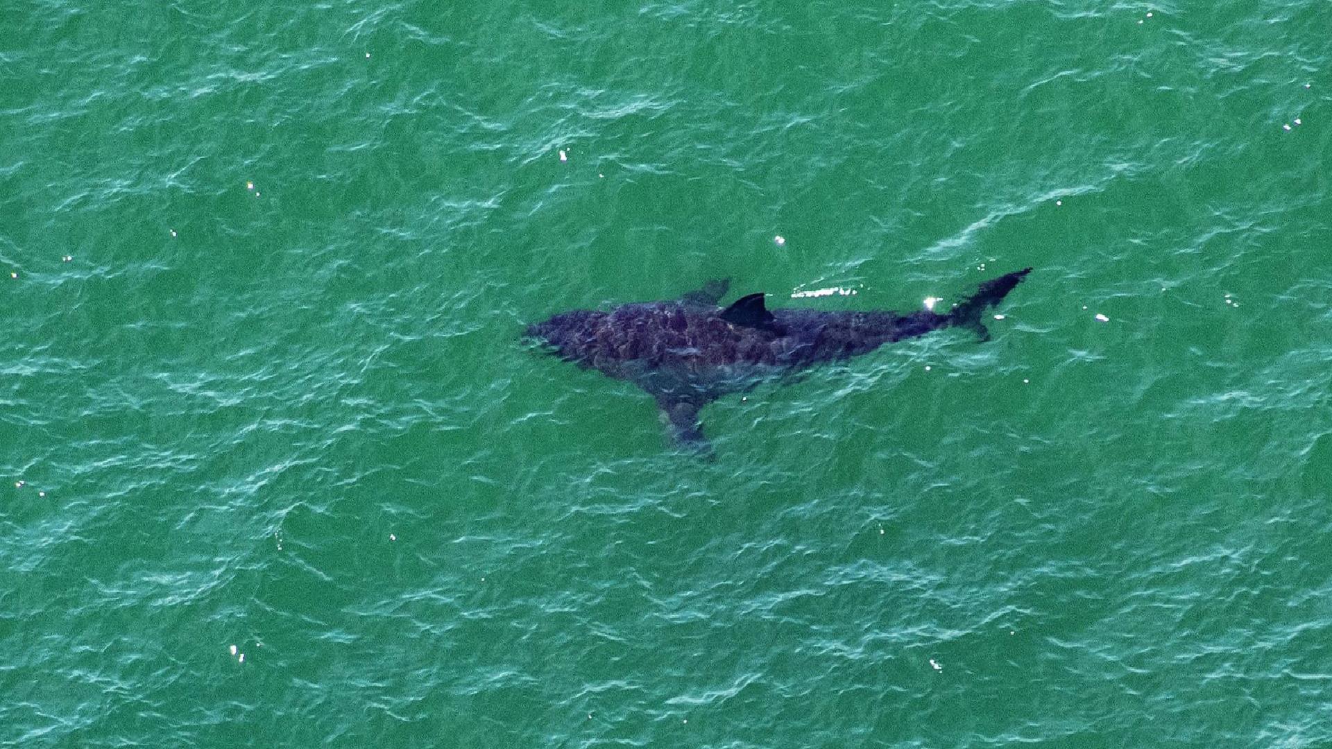 Brezilya açıklarındaki köpekbalıkların dokularında kokain tespit edildi