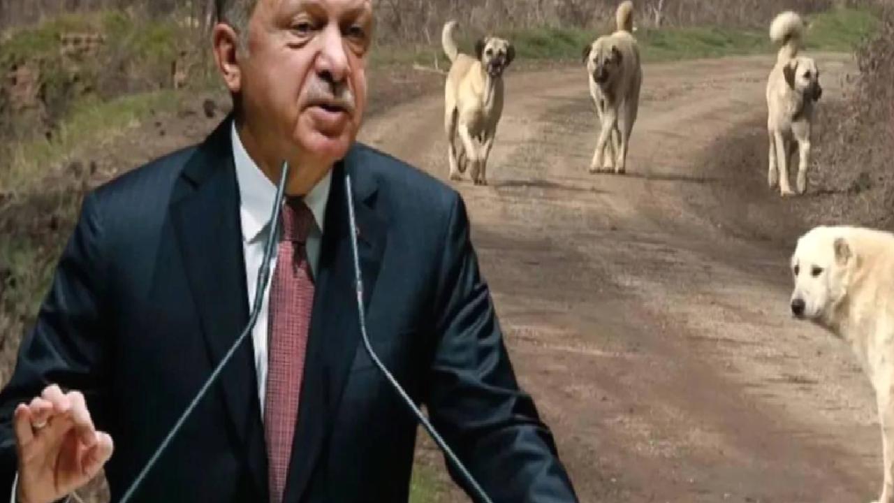 Fatih Altaylı: AKP’nin hedefi köpekler falan değil, belediyelere bir cephe daha açmak