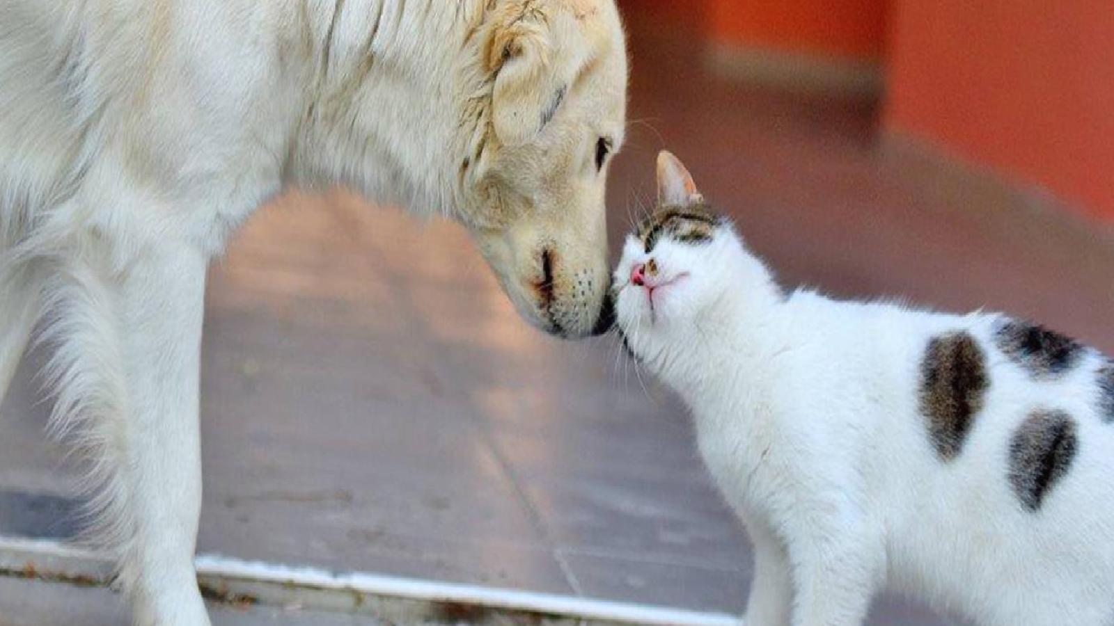 İYİ Parti’li Özdemir, sokak hayvanlarına yönelik kanun teklifini eleştirdi: Bu hayvanlar sizlerden ölmeyi mi talep ediyorlar?
