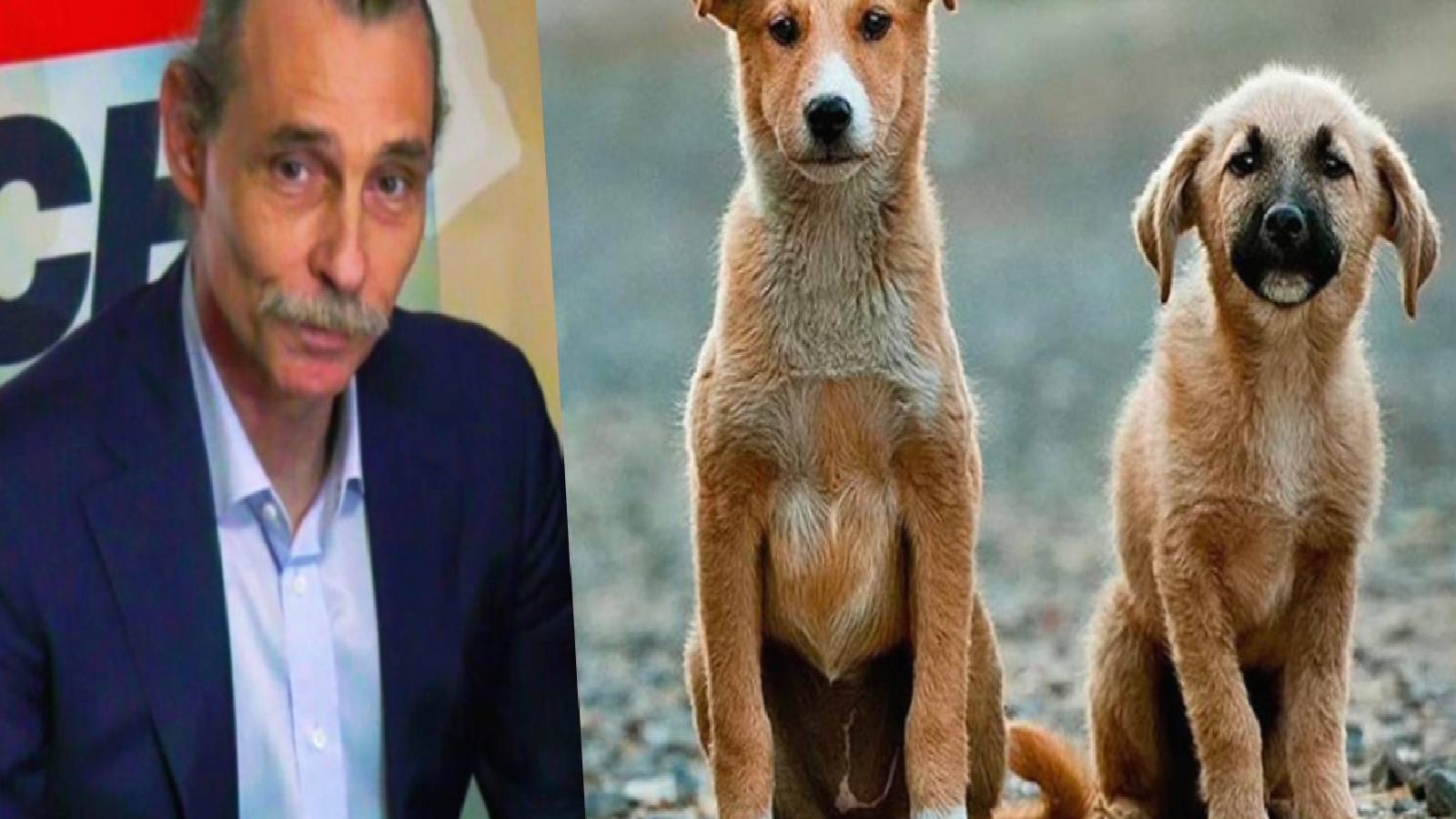 ‘Katliamdan yasa olmaz’ diyen Beşikçioğlu, projesini açıkladı: Hayvanlar belediyede görevlendirilecek