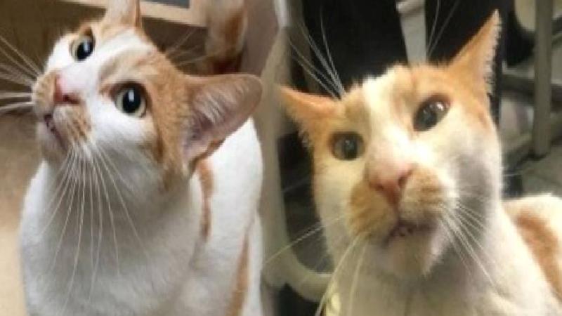 Kedi Faruk davasında gelişme: İttiğini görmedim