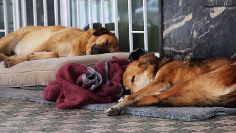 Parti sözücü açıkladı: ‘CHP’li hiçbir belediye ‘ötanazi’ uygulamayacak