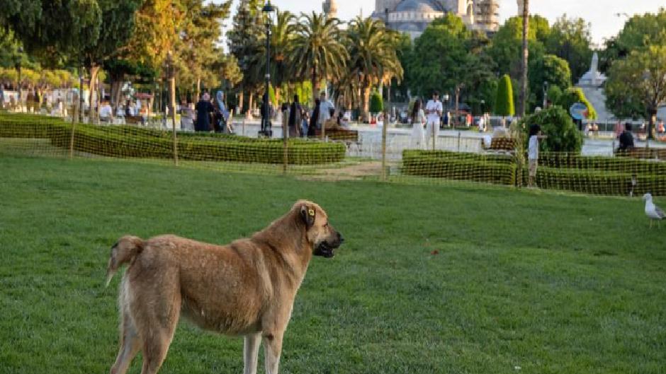 Sokak hayvanları teklifi mecliste