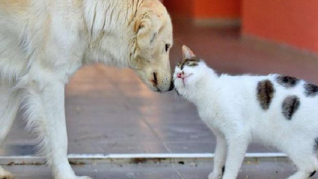 Sokak hayvanları yasası, komisyonda kabul edildi