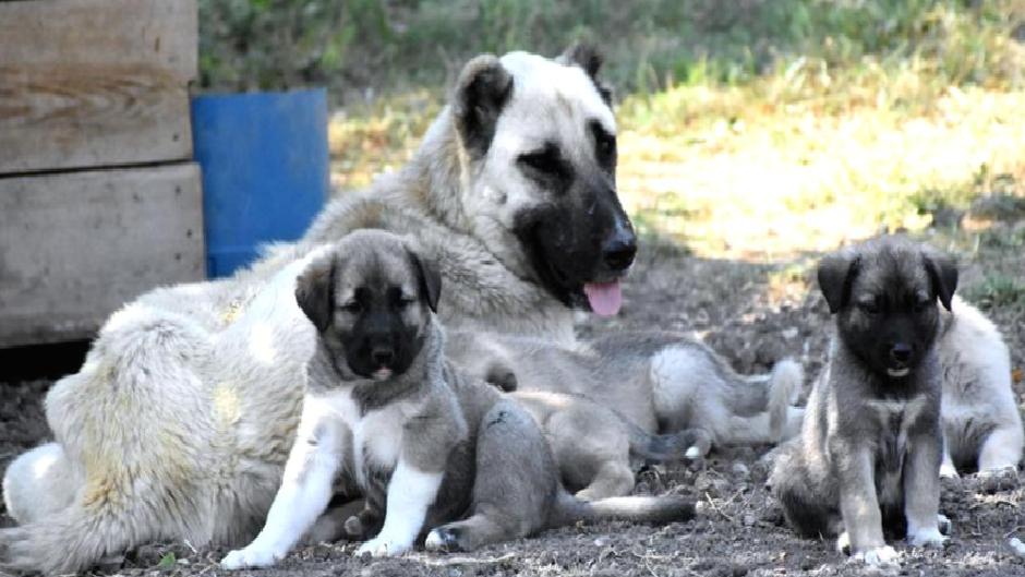 Sokak hayvanları yasası: “Ötanazi” çıktı, uygulaması kaldı