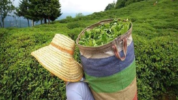 Yaş çay alımına bir gün ara