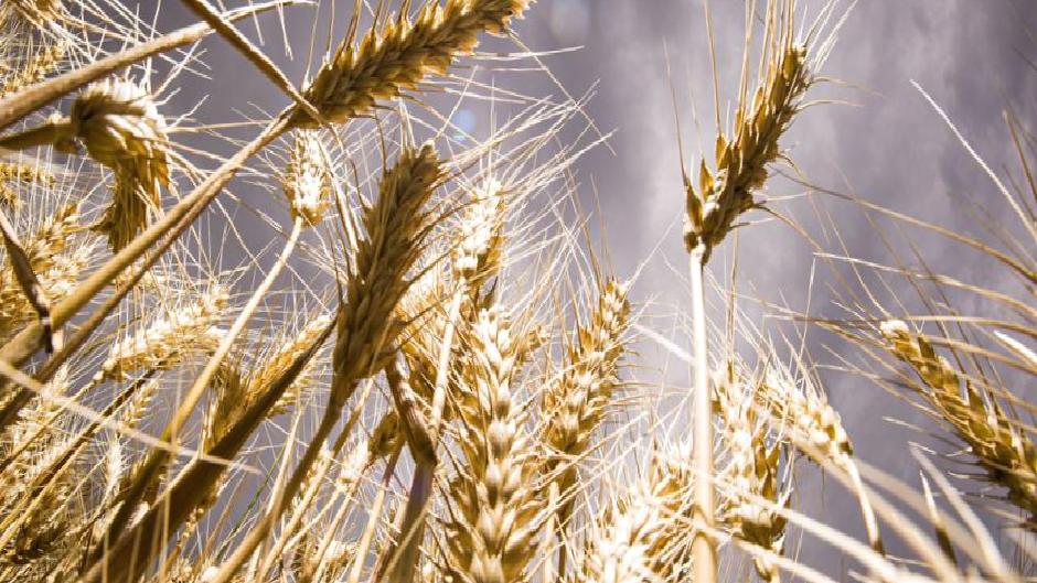 Almanya’da iklim değişikliği rekolteyi düşürdü