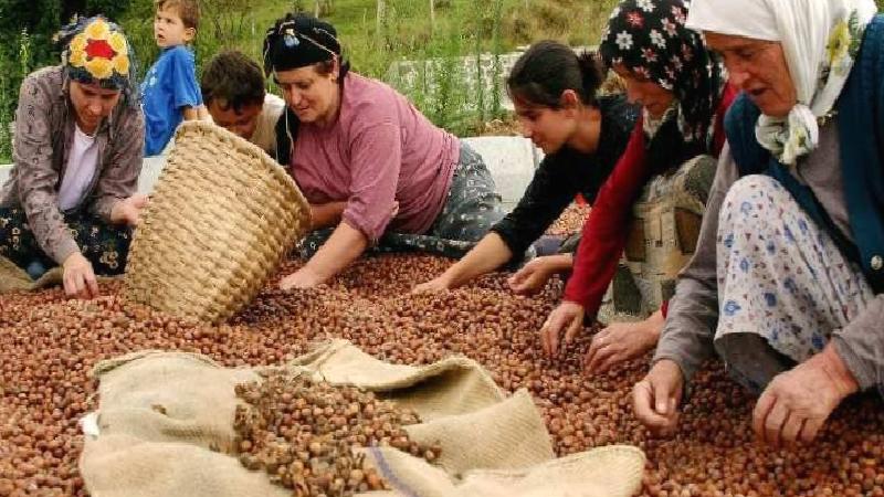 CHP’li Özcan “fındık taban fiyatı”na tepki gösterdi: “Bütün Karadeniz Bölgesi’ni açlığa mahkum ettiler”