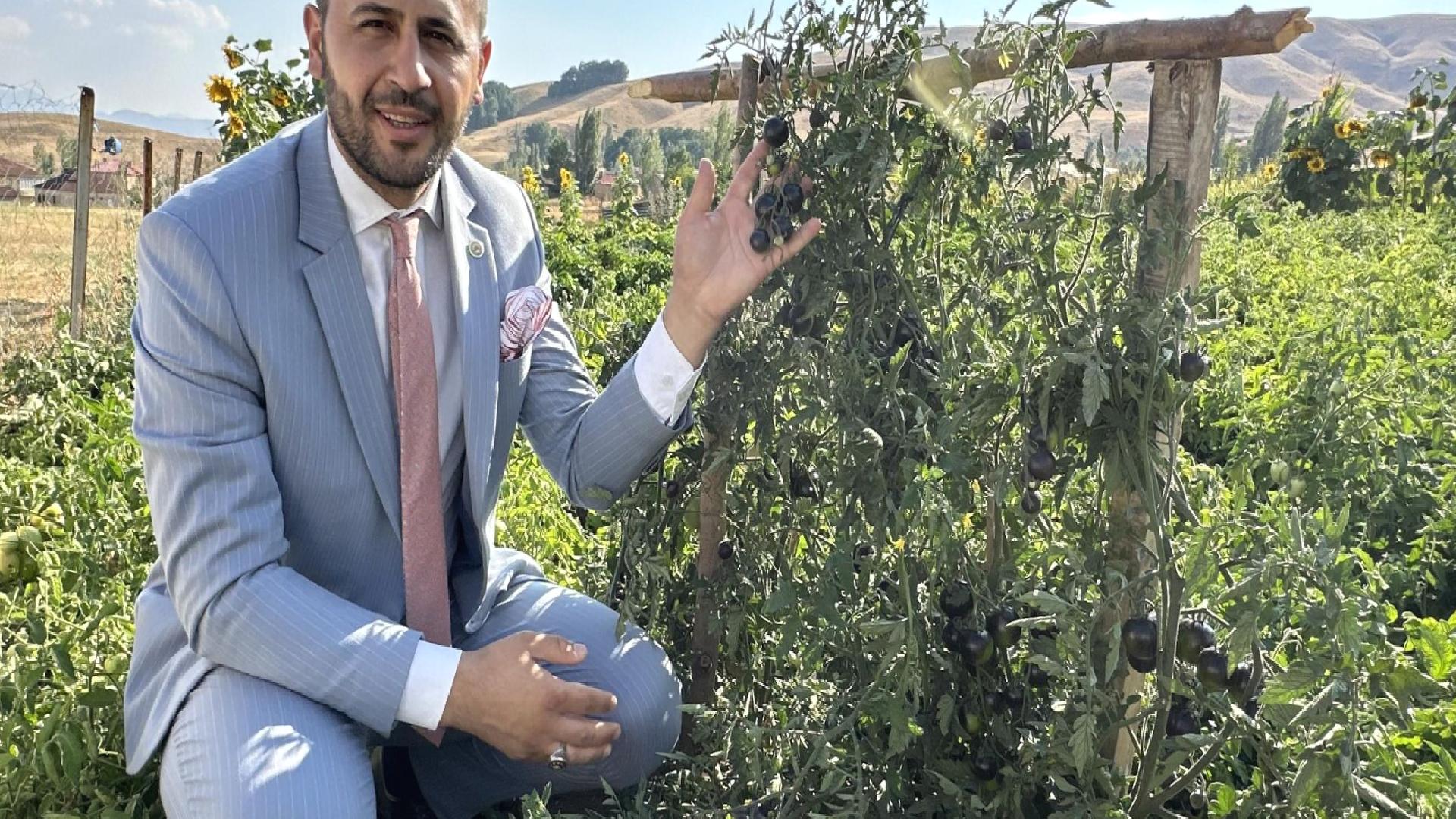 Güney Amerika’nın ünlü siyah domatesini Hakkari’da ekti: Şu Anda dünyaya açılmayı planlıyor