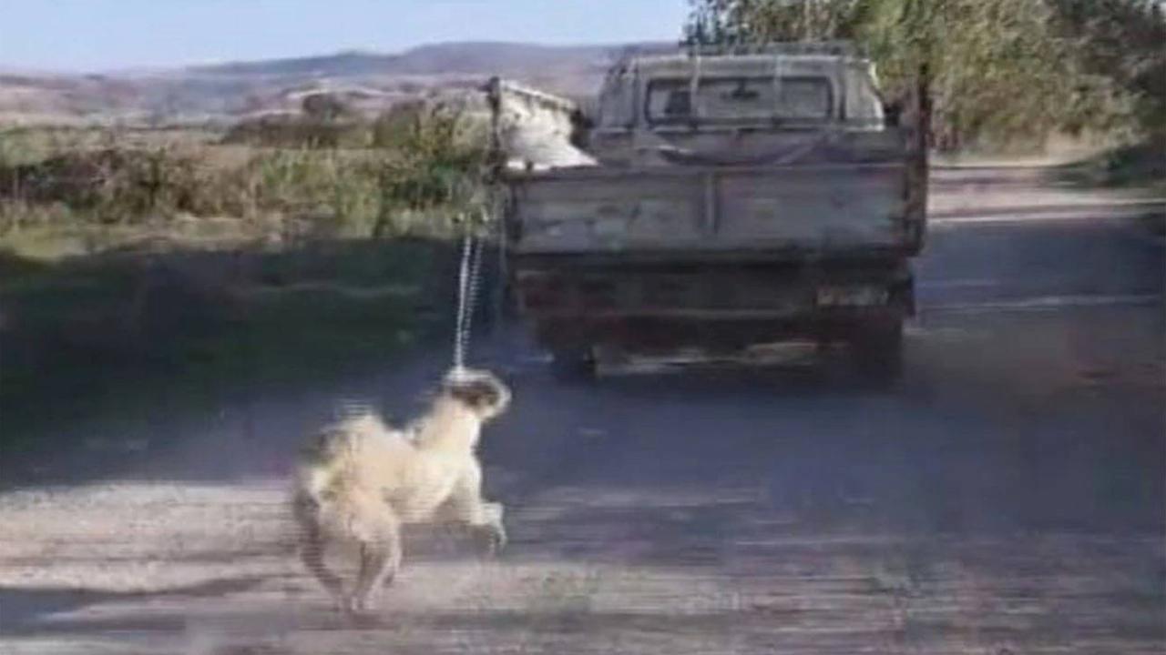 Köpeğini kamyonetin arkasına bağlayıp, sürükleyen kişiye 1500 lira para cezası