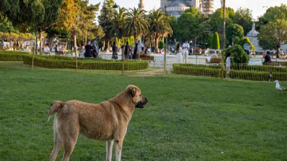 Sokak köpeklerine “ötanazi” yolunu açan yasa yürürlüğe girdi