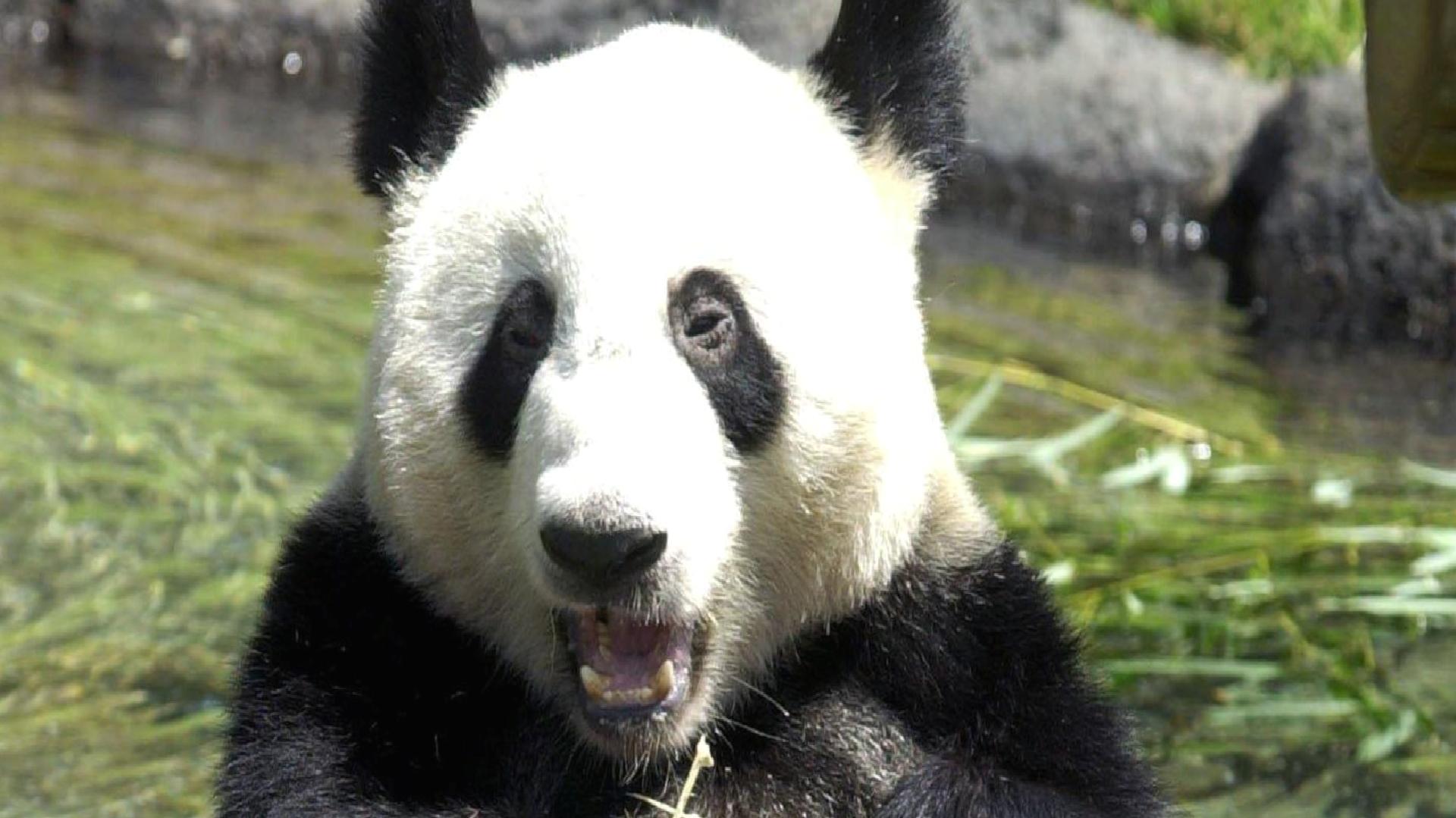 Çin’de hayvanat bahçesinde skandal: Pandaların boyanan köpekler olduğu ortaya çıktı