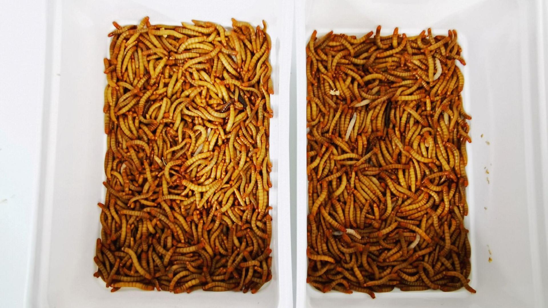 İnsanlık neden böcek yemeye zorlanıyor: Yeni bir ‘uyum testi’ mi?