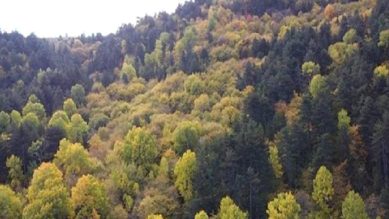 Resmi Gazete’de yayımlandı; devlet ormanları turizm amaçlı tahsis edilebilecek