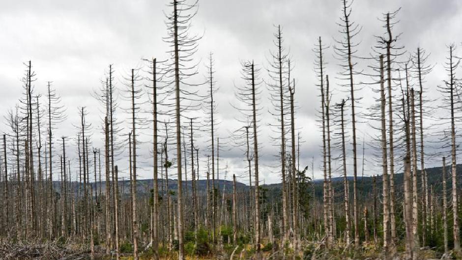 Almanya’daki ağaç ölümleri neden iyi bir haber olabilir?