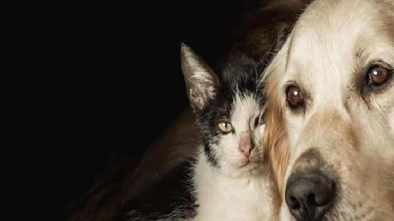 Hayvanların korunması hakkındaki uygulama yönetmeliği Resmi Gazete’de