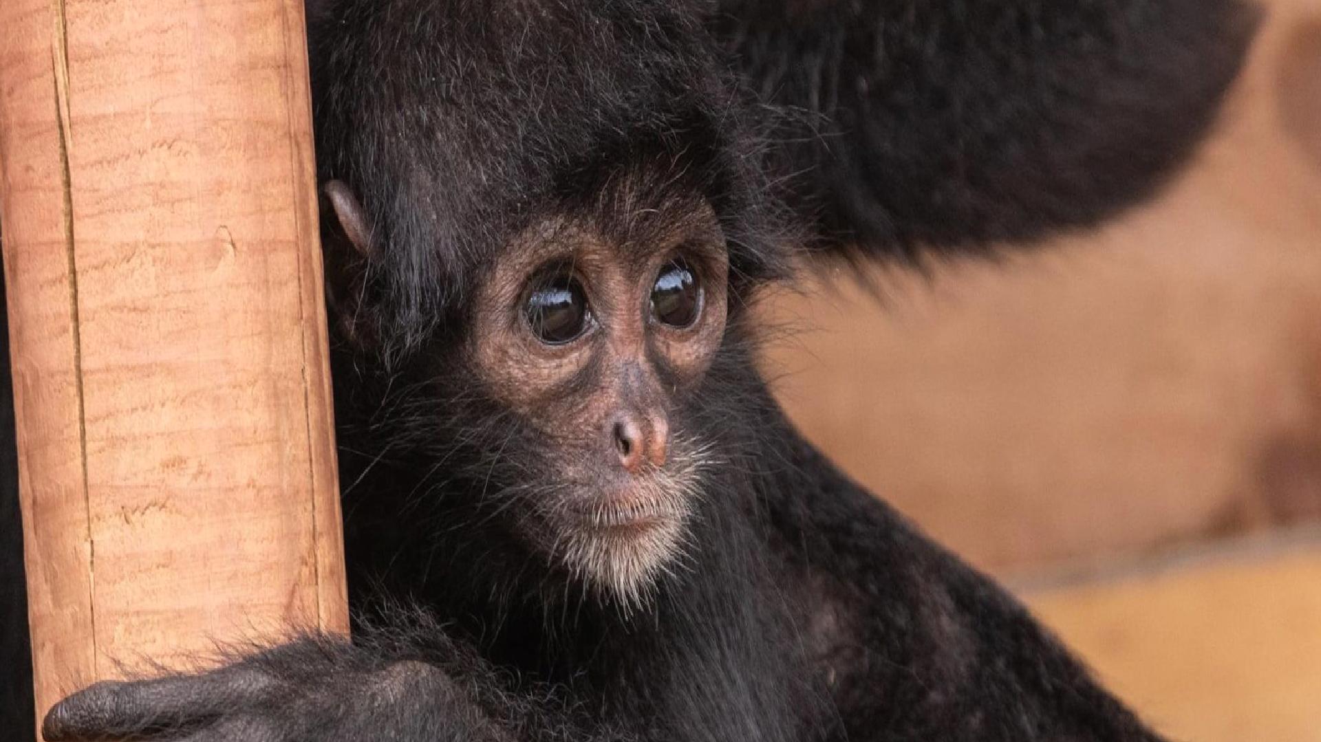 Yıllar içinde yüzlerce hayvanın hayatını kaybettiği hayvanat bahçesi, kapandığını duyurdu