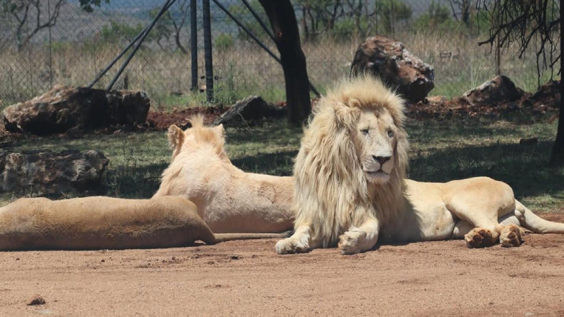 8 yaşındaki çocuk beş gün boyunca 40 aslanın bulunduğu milli parkta mahsur kaldı