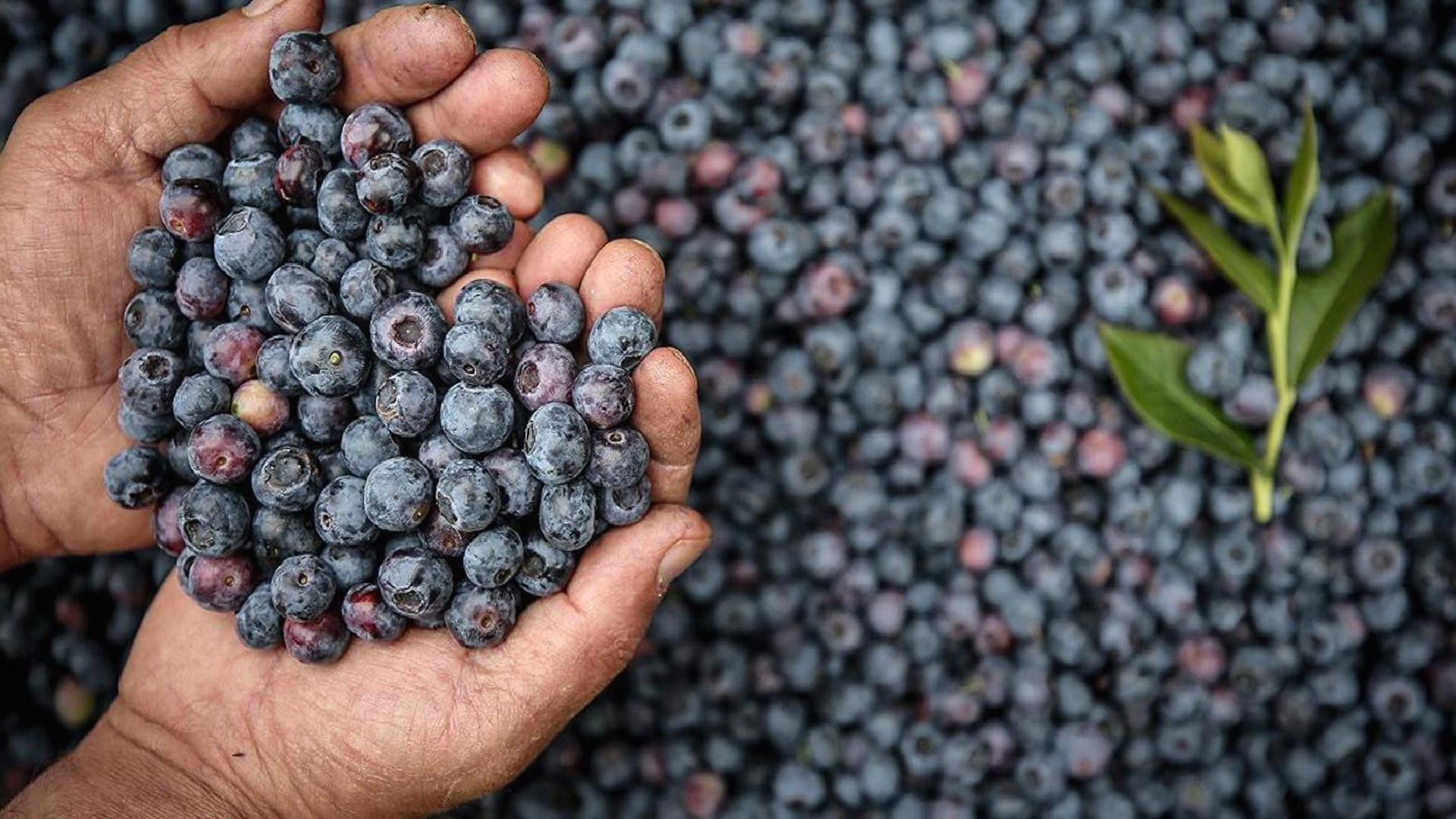 Yaban mersininde Hepatit A tespit edildi: Market toplatma kararı aldı