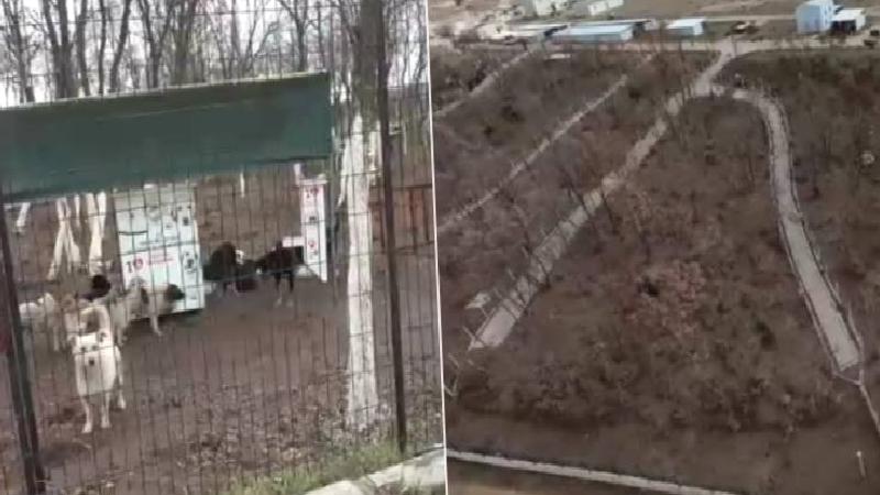 Edirne’de sokak hayvanları için 72 dönümlük ‘doğal yaşam alanı’ oluşturuluyor