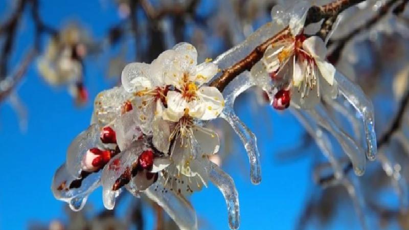 Karaman Tarım Müdürlüğü, zirai dona karşı 3 etkili yöntemi duyurdu