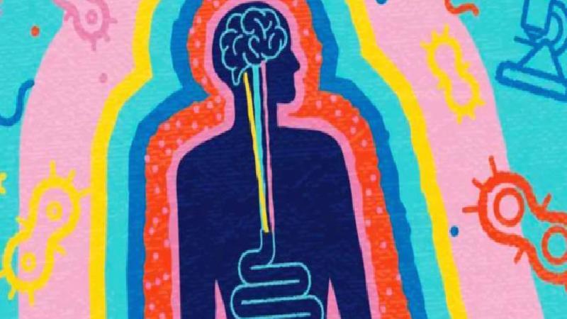 Bağırsak ve beyin nasıl birlikte çalışır, bu neden önemli?