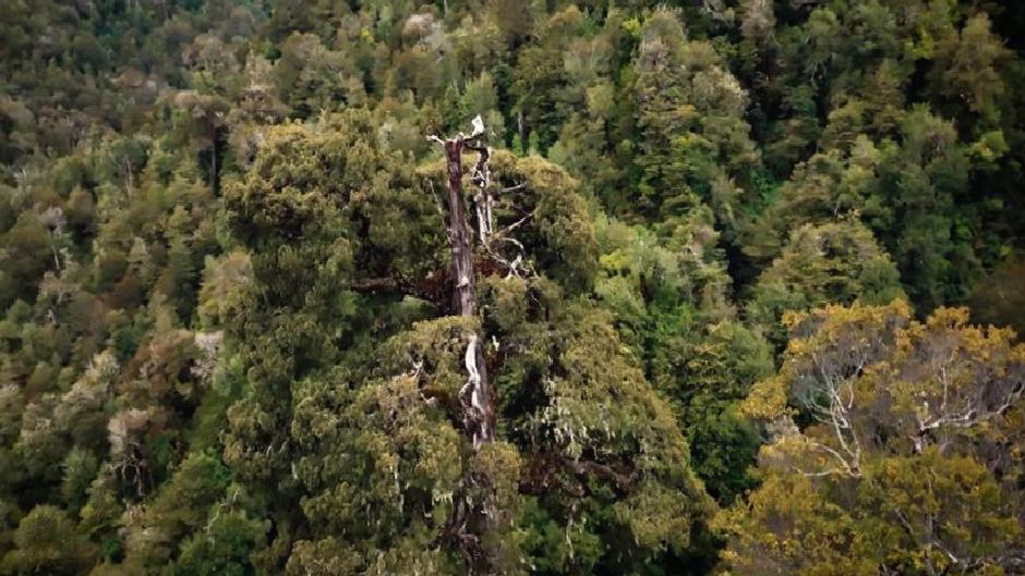 Dünyanın en yaşlı ağacı Büyükbaba tehdit altında