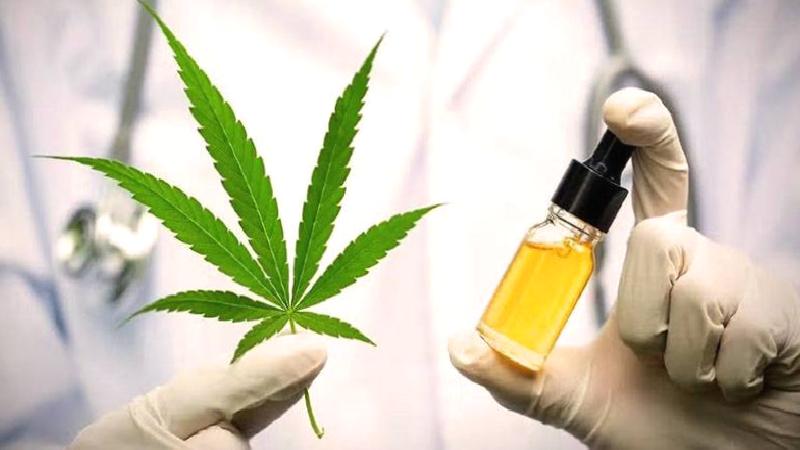 AKP’den yeni düzenleme: Eczanelerde tıbbî kenevir satılacak