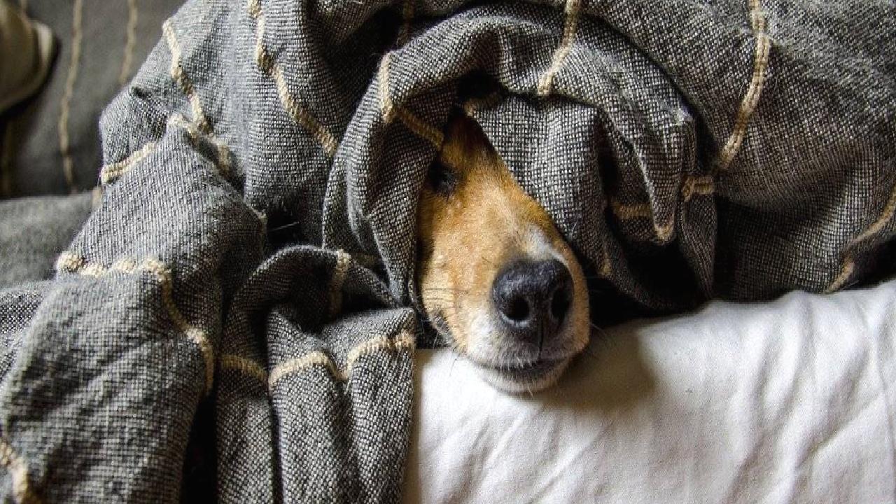 Hayvanseverler tepkili: Apartmanda yaşayanlara evcil hayvan sınırlaması getirildi