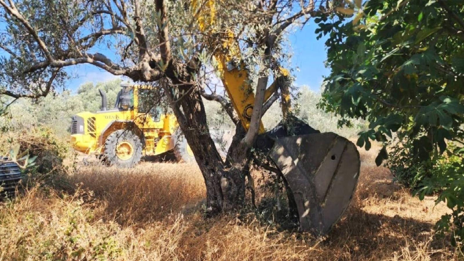 Prof. Dr. İlber Ortaylı: Zeytini ihmal eden, bunun bedelini çok ağır bir şekilde öder