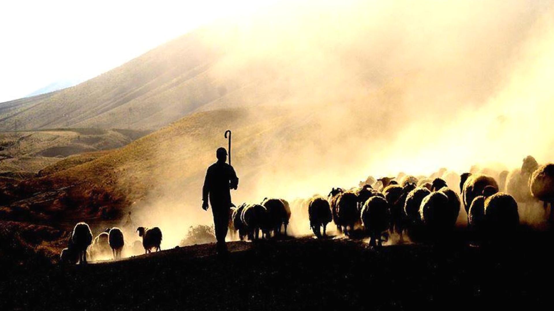 Yabancı çobanlar geliyor: Çalışma izni başvuruları başladı
