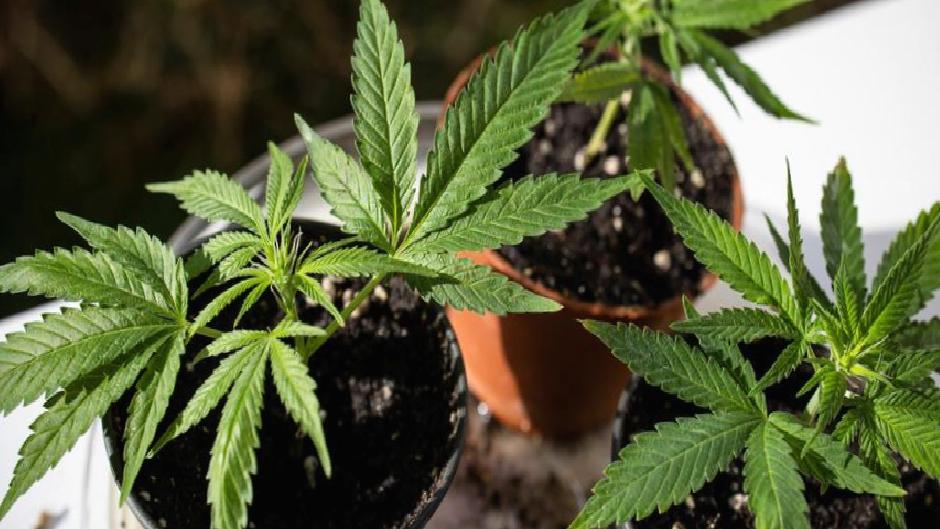 Almanya’da bir yılda 300 kenevir kulubü açıldı