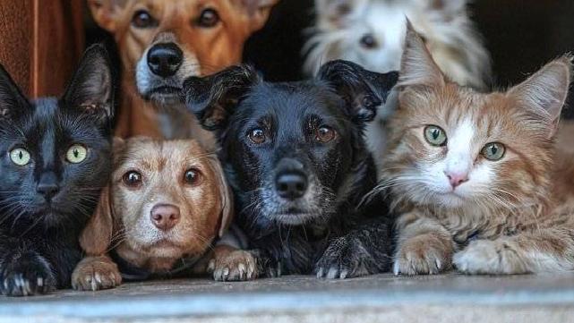 Ankara’da sahipsiz hayvan sayısı 10 ayda 38 bin azaldı: Belediyeler 2 bin 457 hayvan sahiplendirdi, diğer hayvanların akıbeti belirsiz