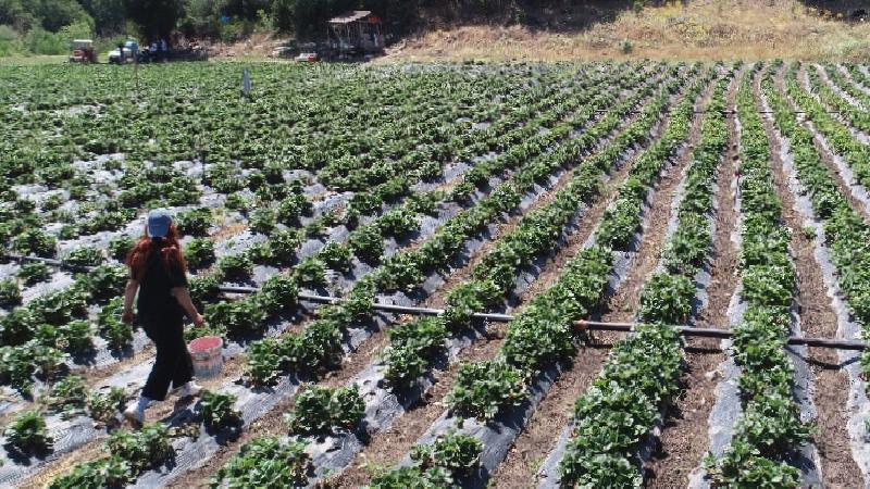 Beyaz yaka yerine tarımı seçti, yöresinin en genç organik çilek üreticisi oldu