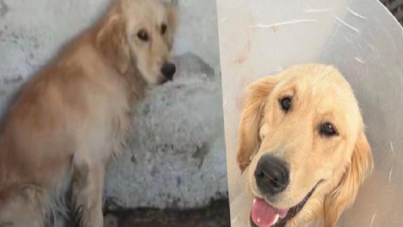 Denize girdiği için şikayet edilen ‘Ares’ isimli köpek barınakta ölmüştü: Hayvanların yaşam alanına destursuz giren insanoğlundan daha pisi mi var ki dünyada?