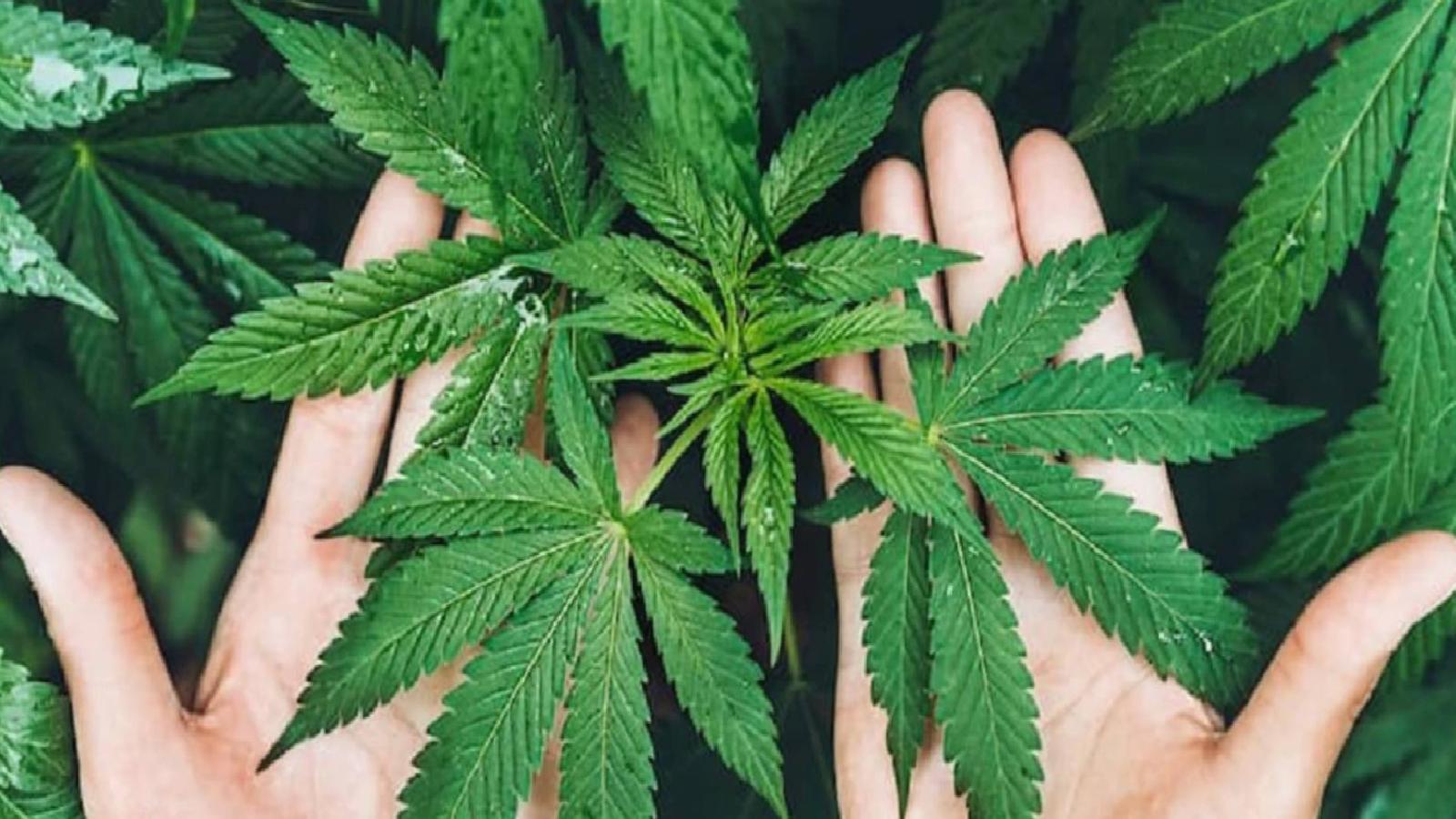 Tıbbi kenevir teklifi yasalaştı: Süreç nasıl işleyecek?