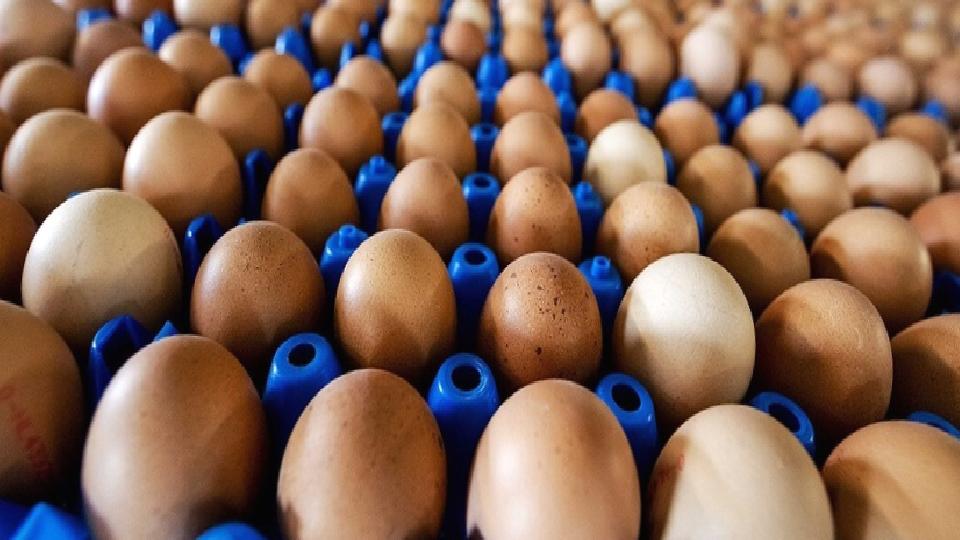Yumurta ihracatında 1,5 dolarlık fon kaldırıldı