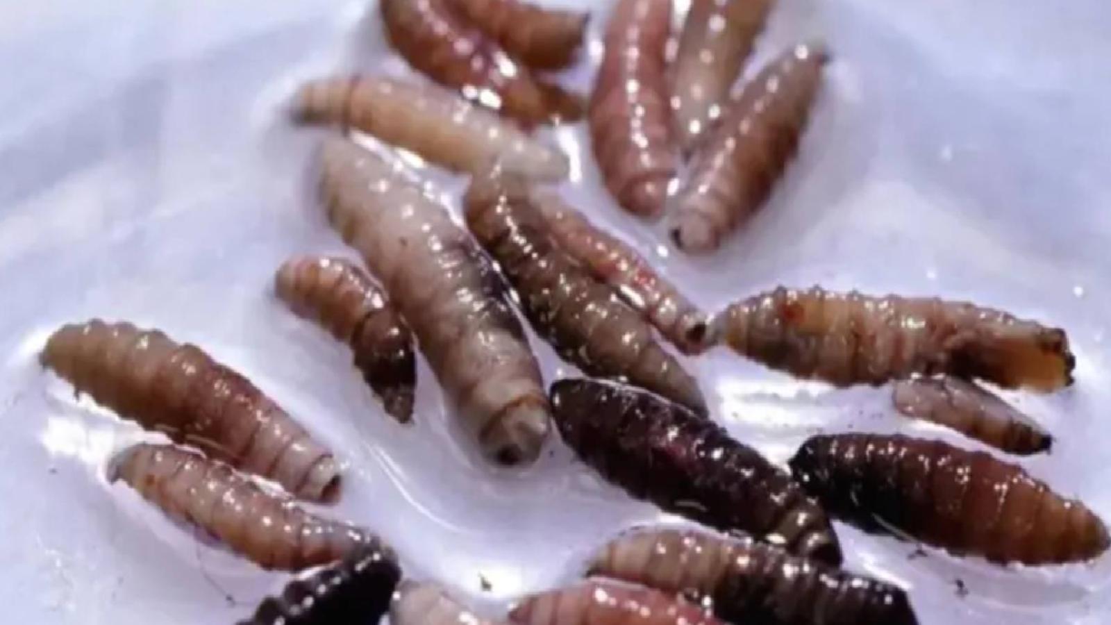 ABD’de et yiyen parazit bir insana bulaştı