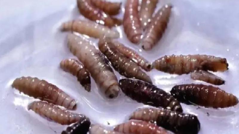 ABD’de insana bulaştığı doğrulanan et yiyen Yeni Dünya vida kurdu hakkında bilinmesi gerekenler