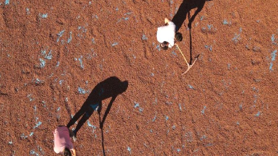 Fındıktaki kayıp fiyatları yükseltecek