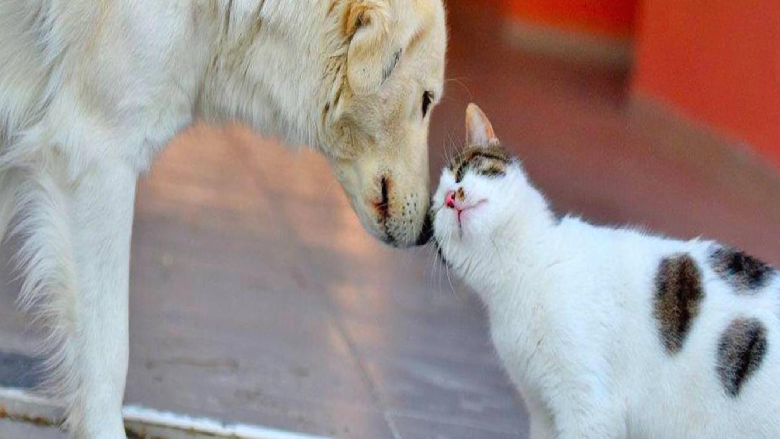 İstanbul Valiliği: Sahipsiz hayvanlara yönelik toplama faaliyetleri ivedilikle yapılmalı