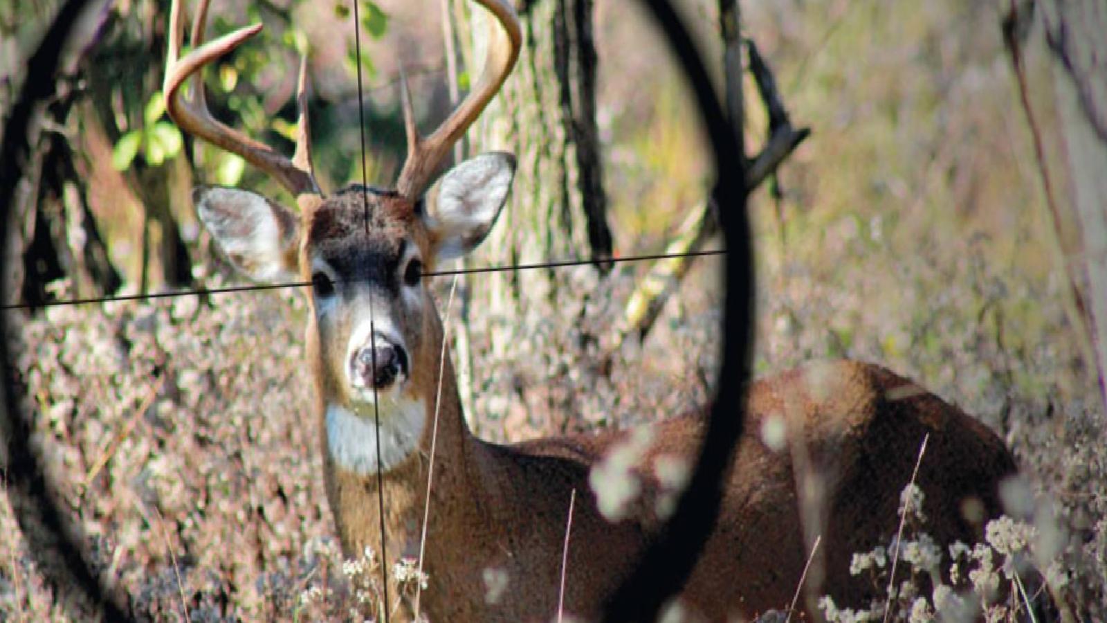 Av kotası arz talep doğrultusunda belirleniyor: Katliam ihalesi!