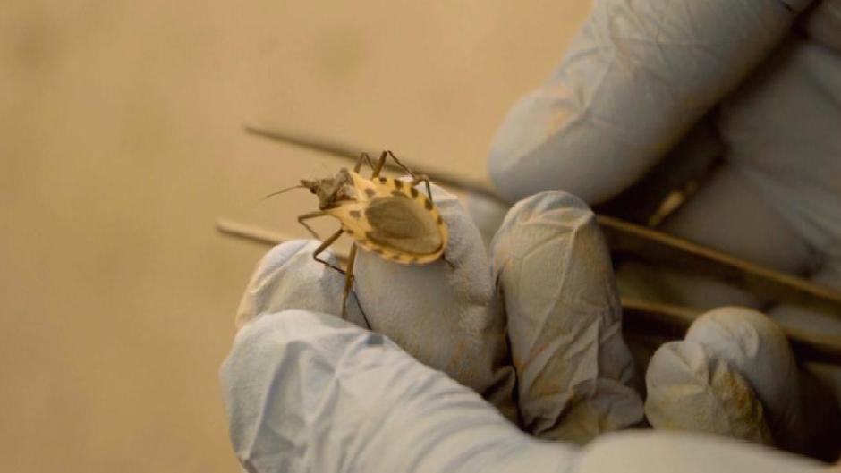 Chagas hastalığı: “Öpücük böceği” ABD’de yayılıyor