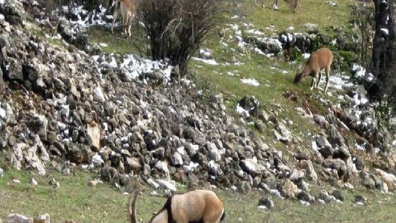Bakanlık uyardı; yasak avın tazminatı milyonlarca lira ve hapis cezası!