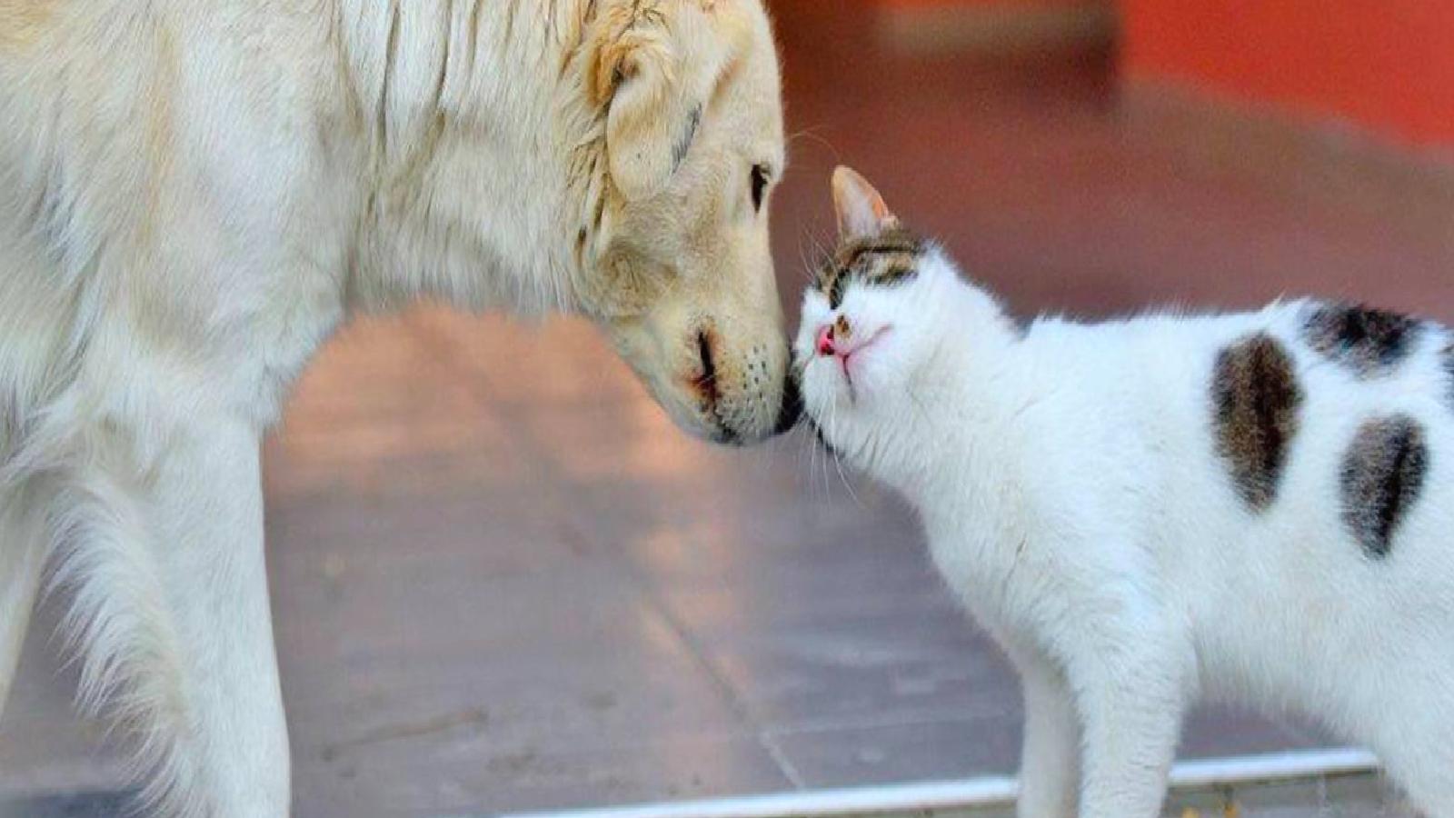 Sokak hayvanlarına yönelik uygulamalar Ombudsmanlığa taşındı: Fiilen toplama ve öldürme yetkisi tanındı