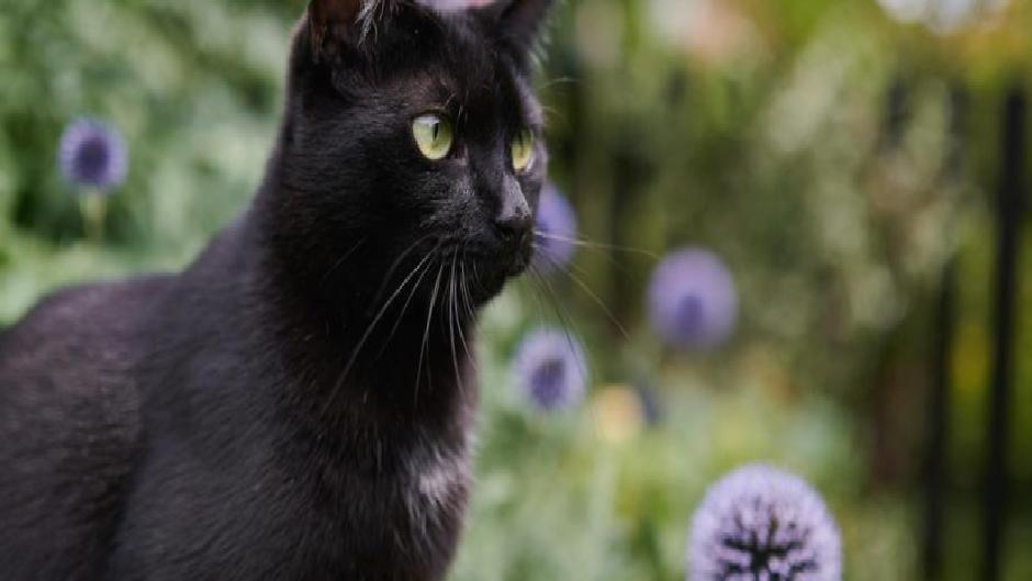 Kara kedilerin gizemi: Uğursuzluk mu şans mı?