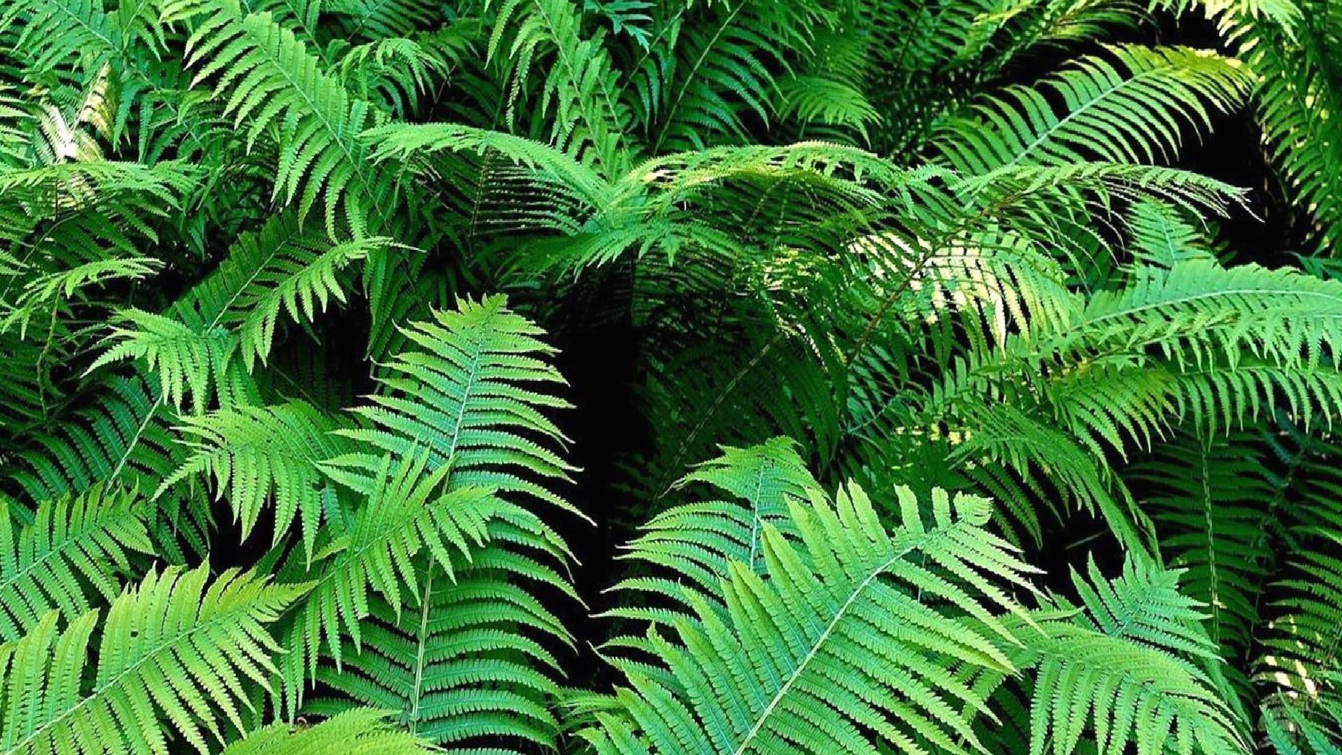 Nadir toprak elementi kristallerinin ilk kez bir bitkide oluştuğu tespit edildi