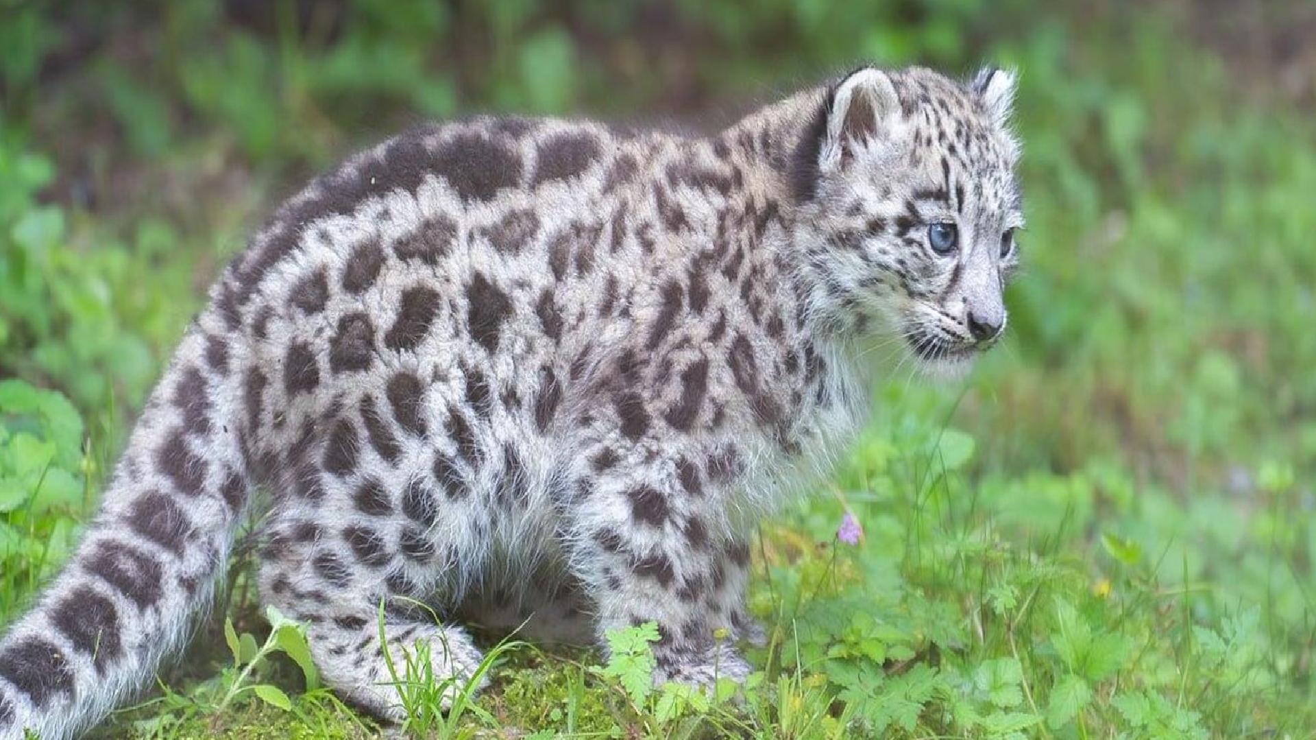 Yeni Zelanda, 2.5 milyondan fazla yabani kediyi öldürme kararı aldı