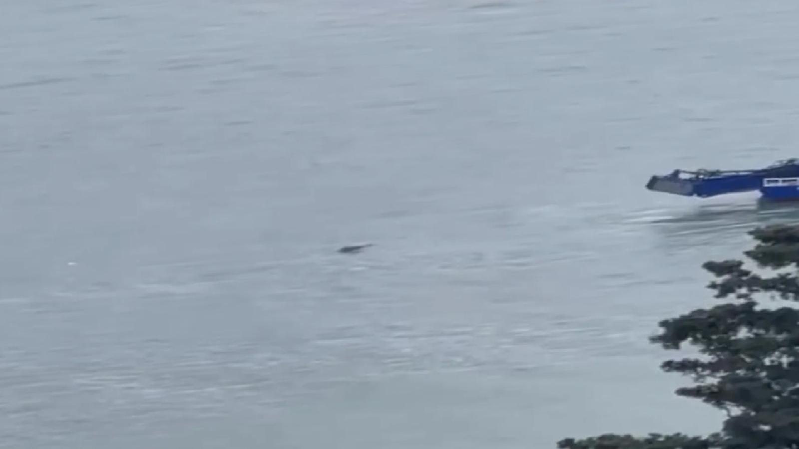 İstanbul Boğazı’nda erkek cesedi bulundu: Üzerinde mayo var, yüzme yarışında kaybolan Rus yüzücü olabilir